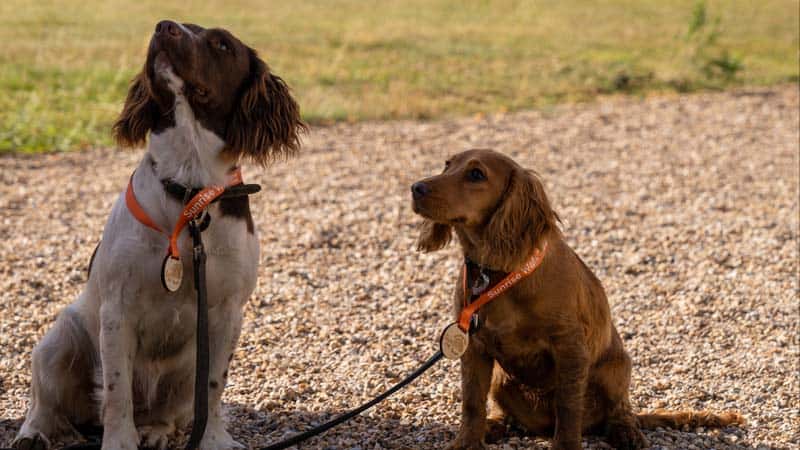 two dogs that have finished their sunrise walk and now want treats.