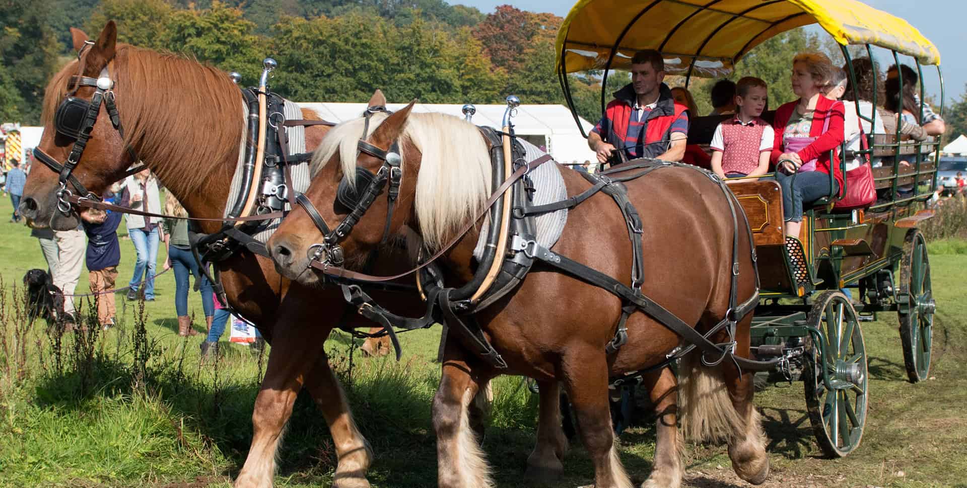 Shire horses pulling a cart