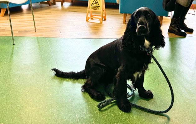 A dog staring at the camera in confusion,