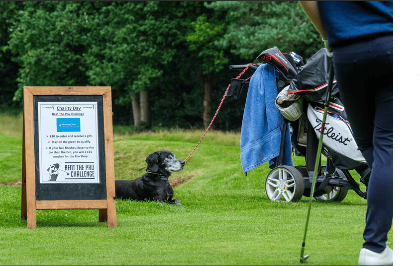 A dog watching golf